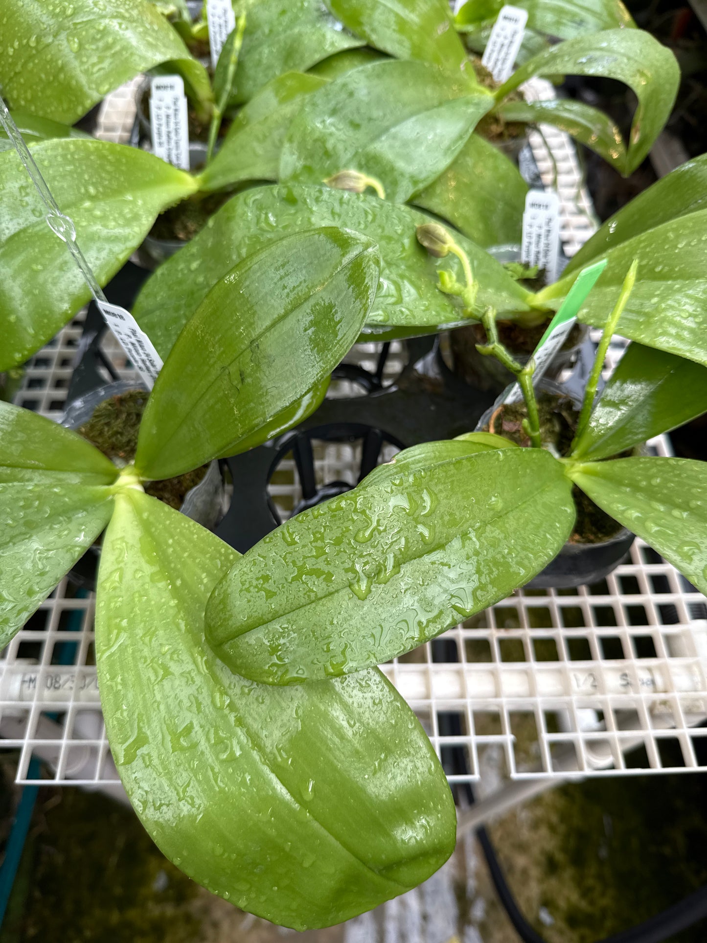 Phalaenopsis Mituo 24 Solar Terms 'Cold Dew' 寒露 Spiking