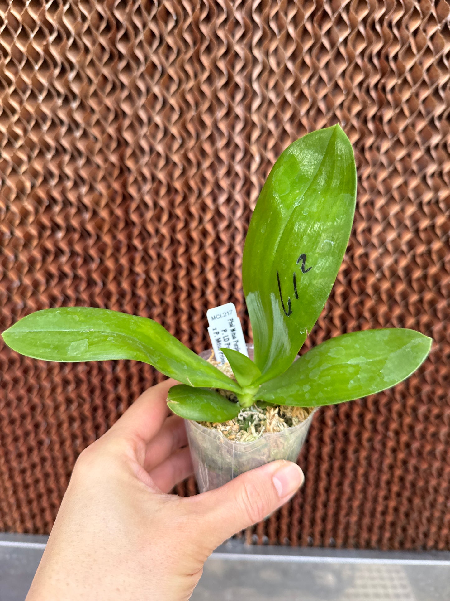 Phalaenopsis Mituo Purple Dragon 'Twilight'