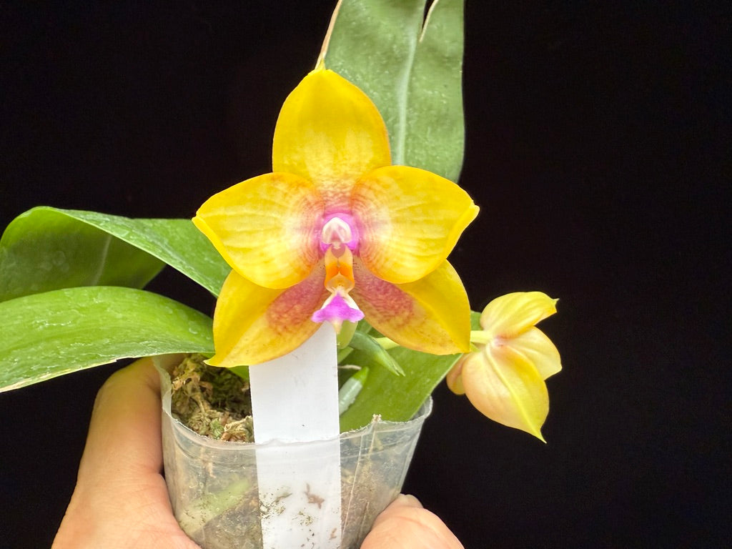 Phalaenopsis Mituo Gelb Eagle x Mituo GH King Star 250515C Flowering