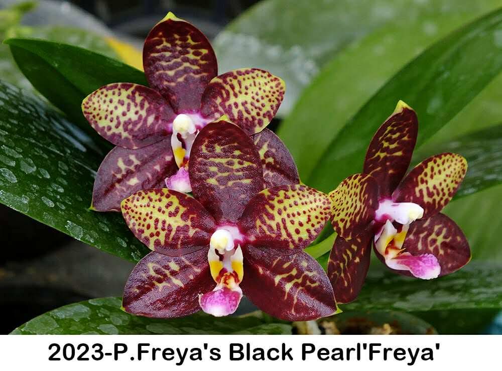 Phalaenopsis Freya's Black Pearl 'Freya' 230311 Flowering