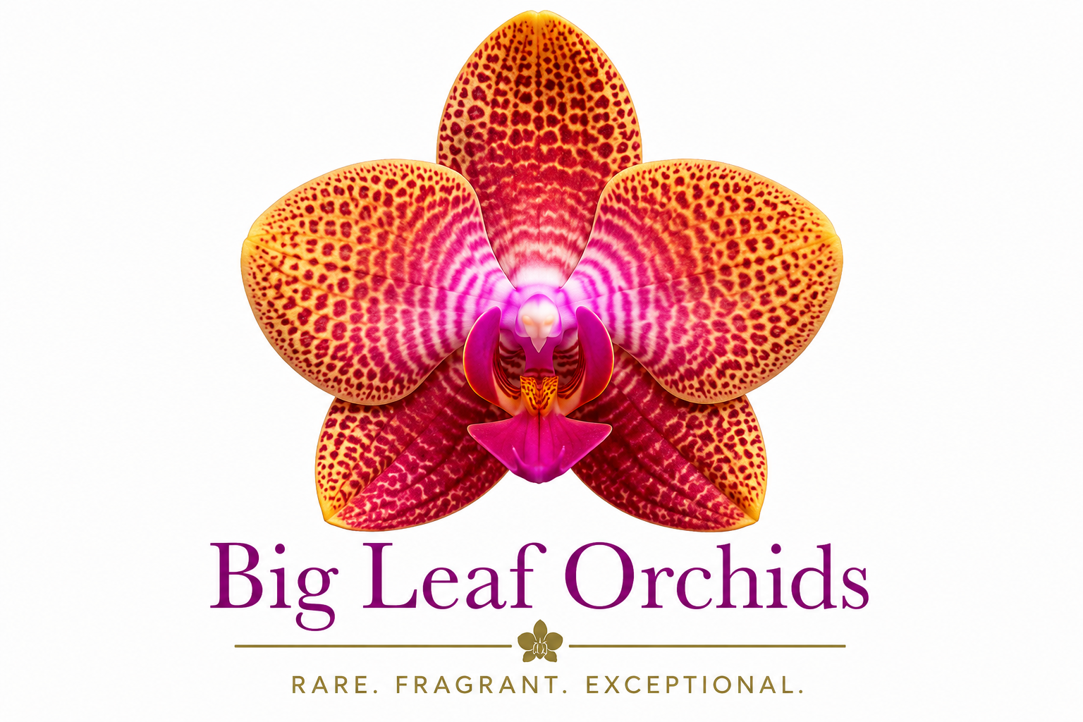 Novelty Phalaenopsis – Page 2 – Big Leaf Orchids