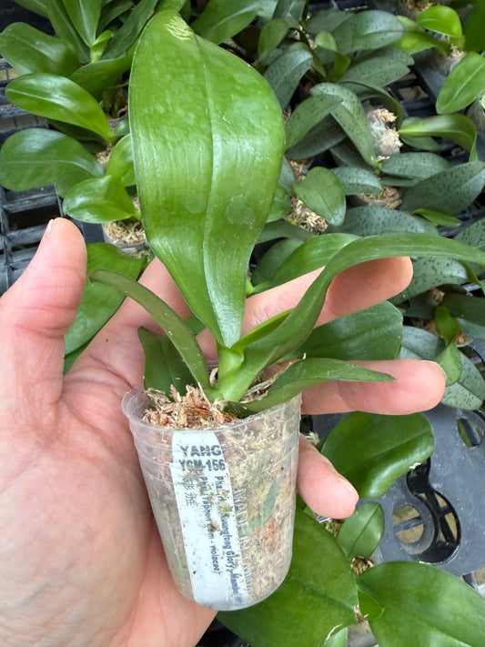 Phalaenopsis (Ho's Khuangfong Glory-Mambo) x Phal Yaphon Golden Waltz 'Clone'