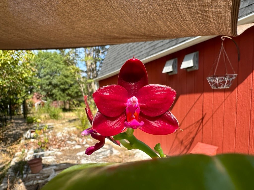 Phalaenopsis Mituo R-King 'Mituo'
