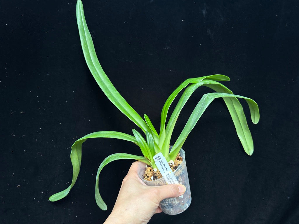 Paphiopedilum Bobby Orr (Mount Toro f. album X stonei f. album 'Formosa' CHM/TPS)