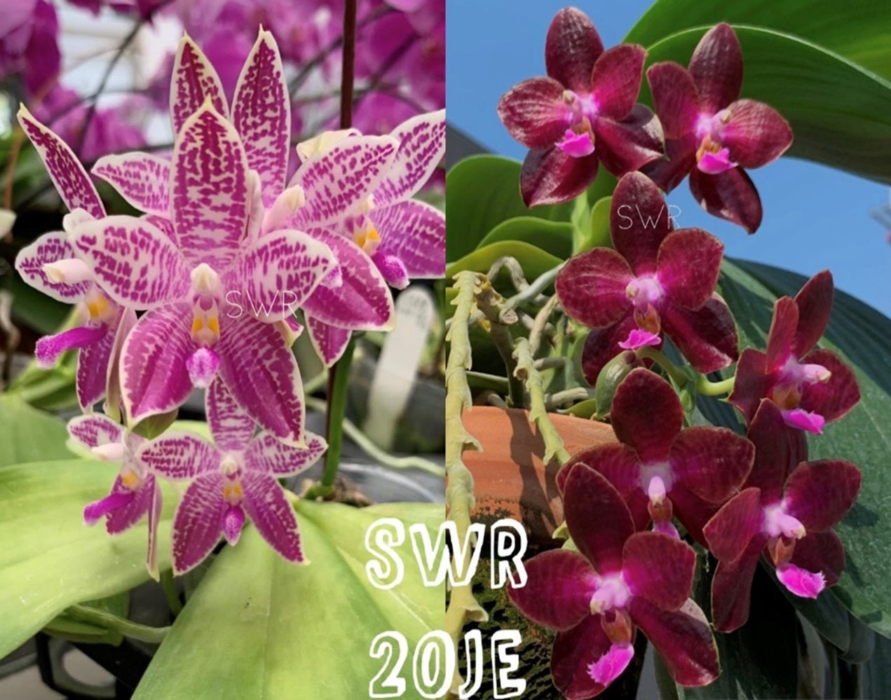 Phalaenopsis SWR Wild Champagne x SWR Gigan Cherry - Seedlings