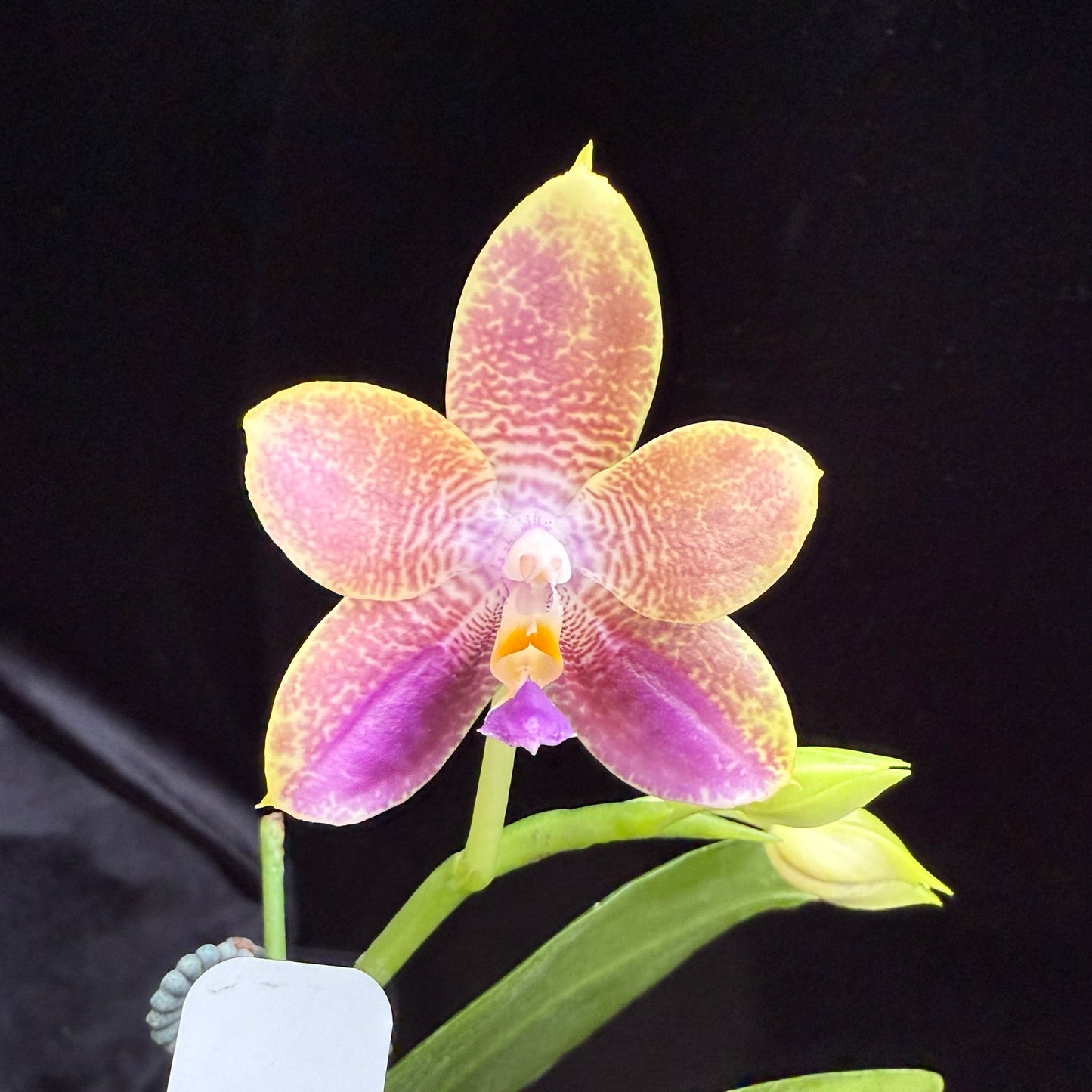 Phalaenopsis Mituo Purple Dragon x Mituo Purple Star 250517 Flowering - seed grown