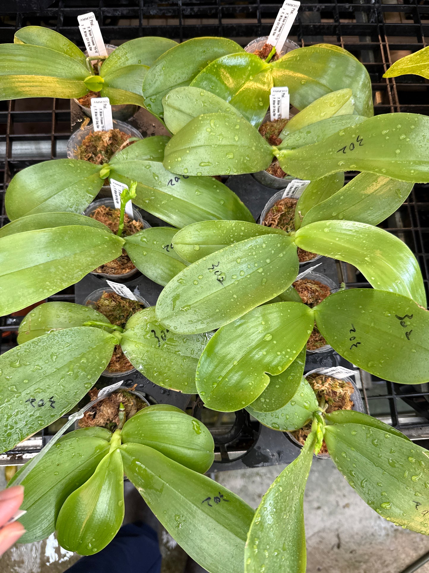 AMM302 - Phalaenopsis (Mituo Princess 'YR-10' X Mituo GH King Star) (seed grown)