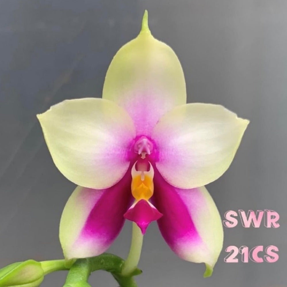 Phalaenopsis bellina (round shape) x self - Seedlings
