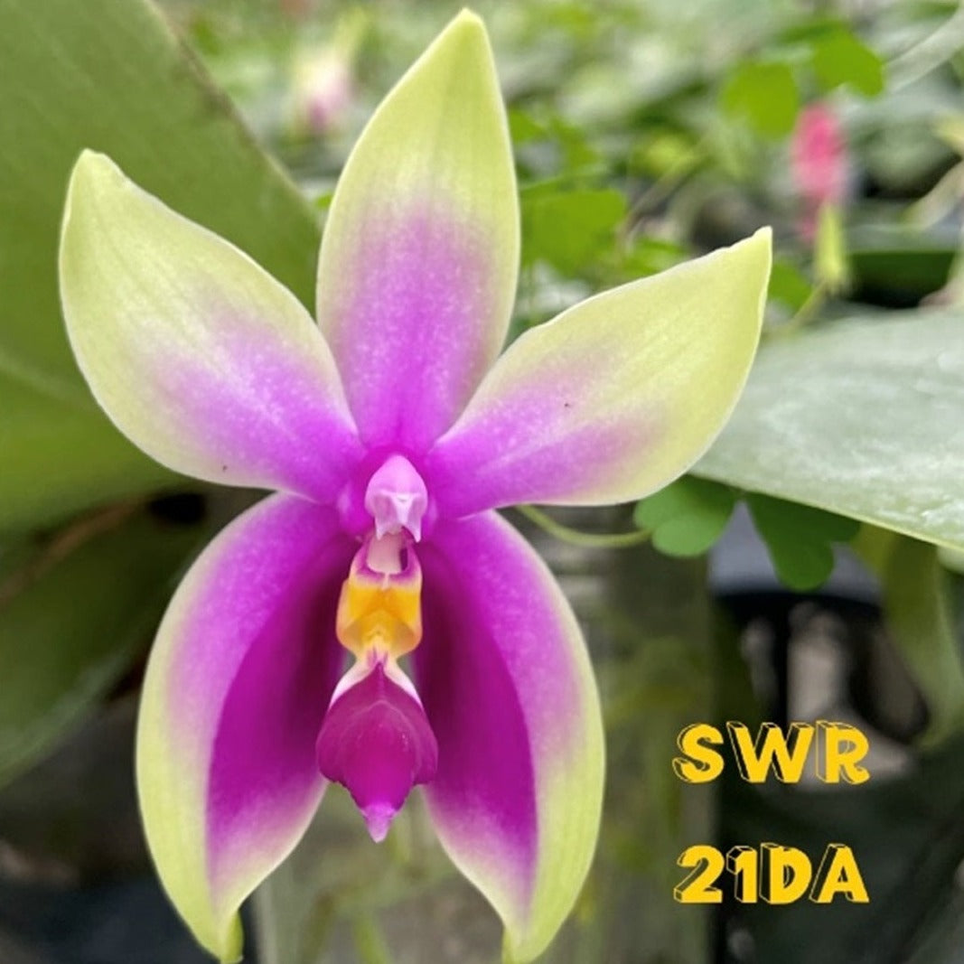 Phalaenopsis bellina (wild shape) x self - Seedlings