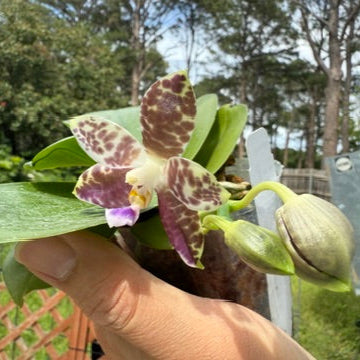 Phalaenopsis Mituo Star Spot 250511 Flowering seed grown