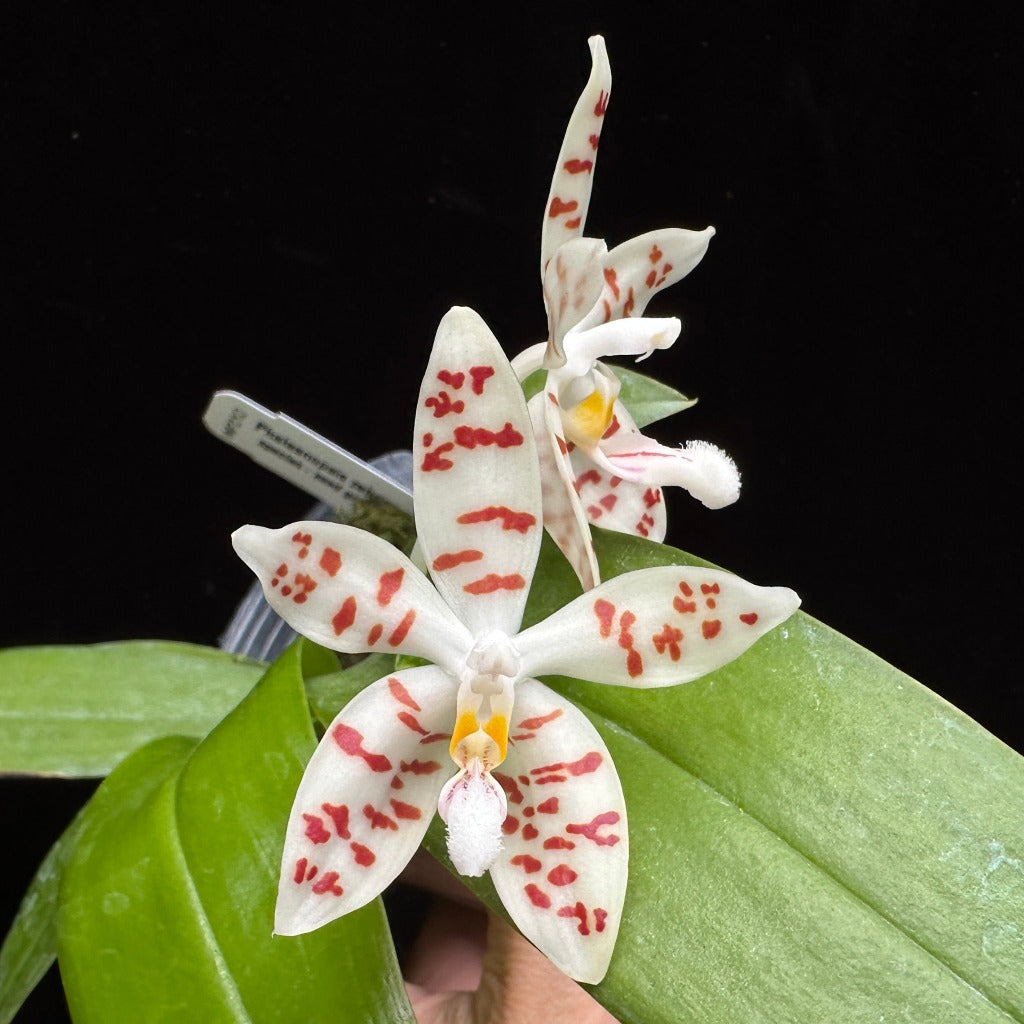 Phalaenopsis zebrina 230915 Flowering