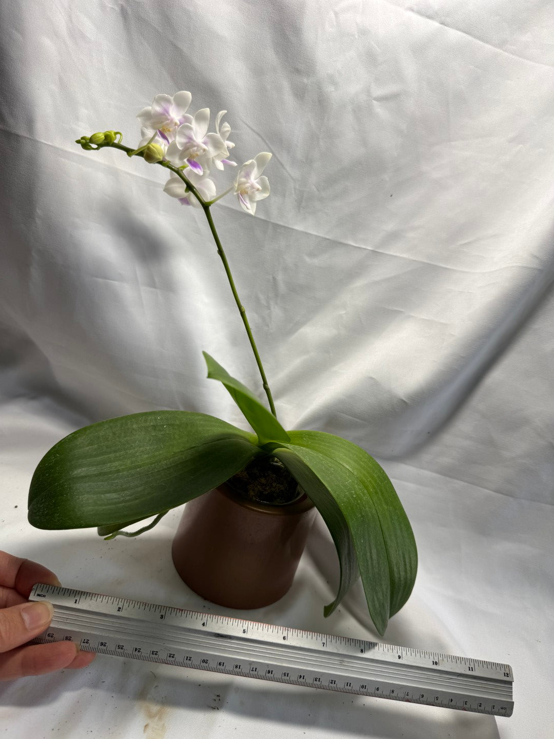 Phalaenopsis Su's Little Mermaid - Seed Grown 260626 Flowering