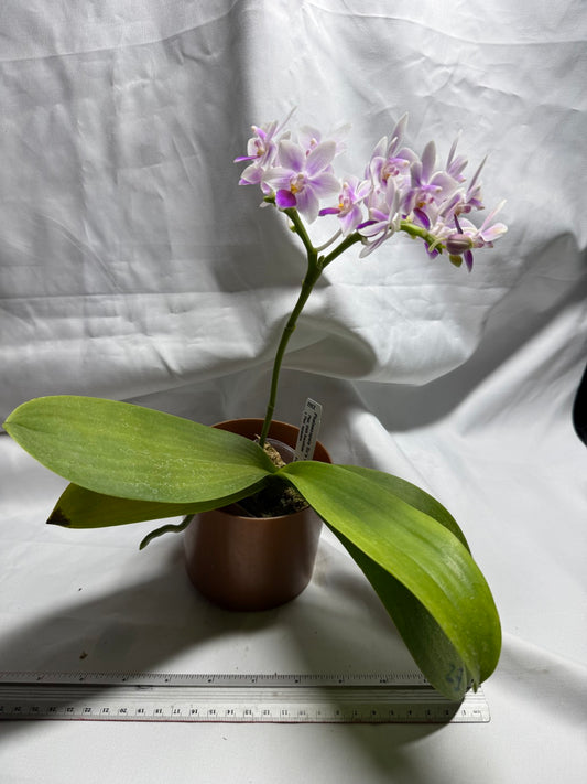 Phalaenopsis Su's Little Mermaid - Seed Grown 260714 Flowering