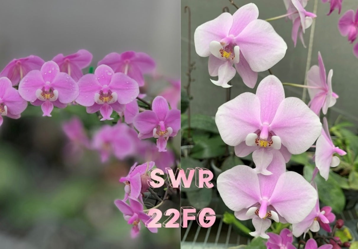 Phalaenopsis schilleriana 'G6B5' x 'S155' - Seedlings