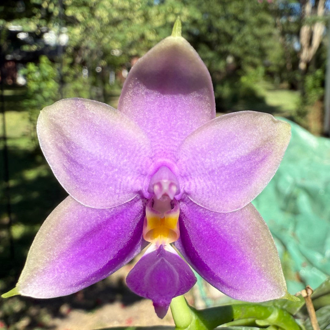 Phalaenopsis SWR GV Bell x Sapphire's Galah 250629 Flowering