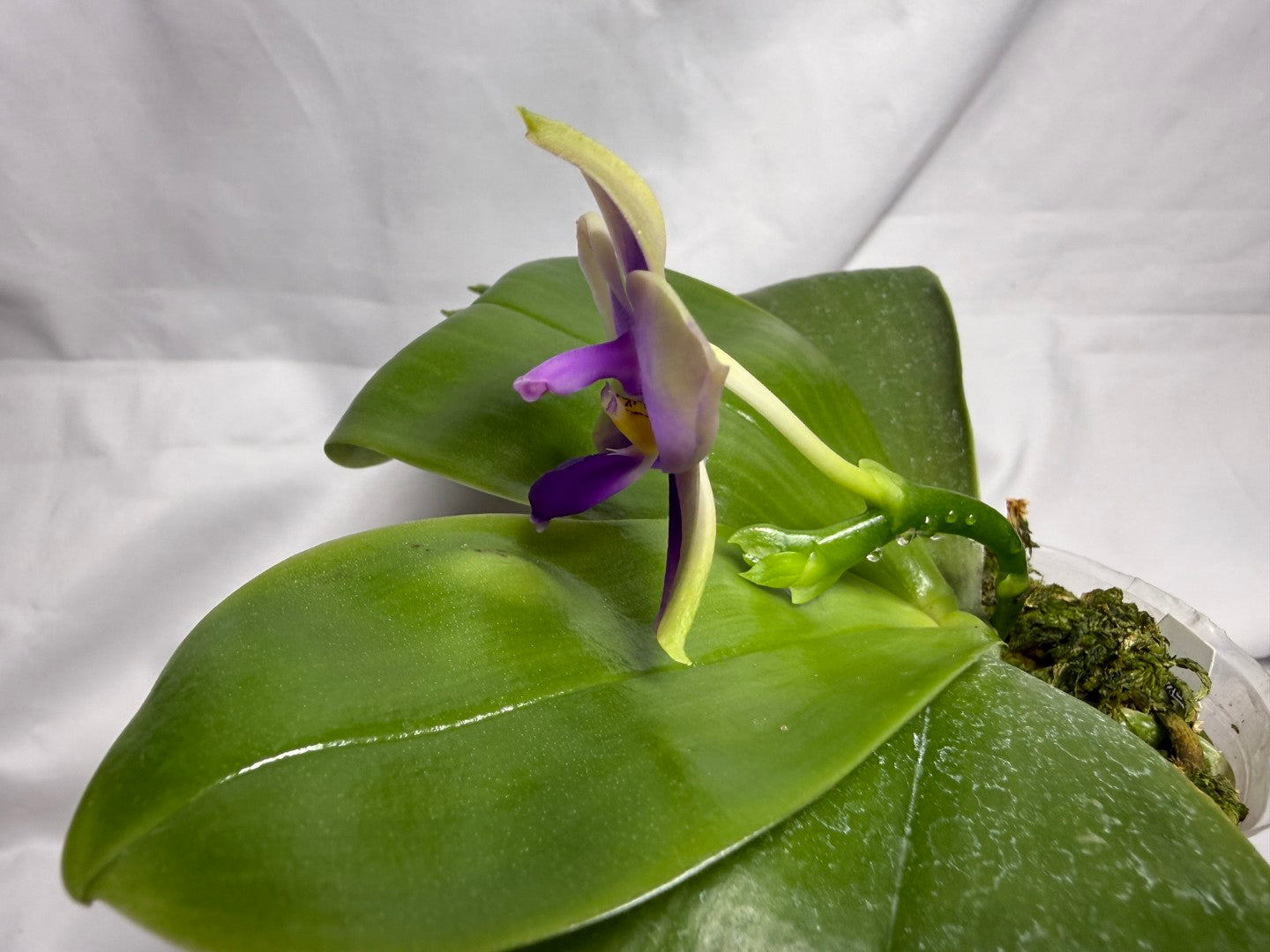 22FY Phalaenopsis SWR GV Bell x Sapphire's Galah 260614 Flowering