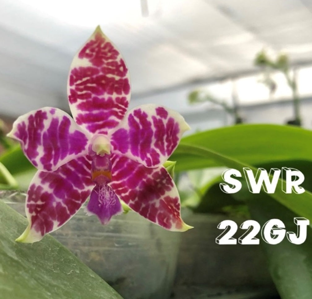 Phalaenopsis lueddemanniana (Leyte) x sib - Seed Grown