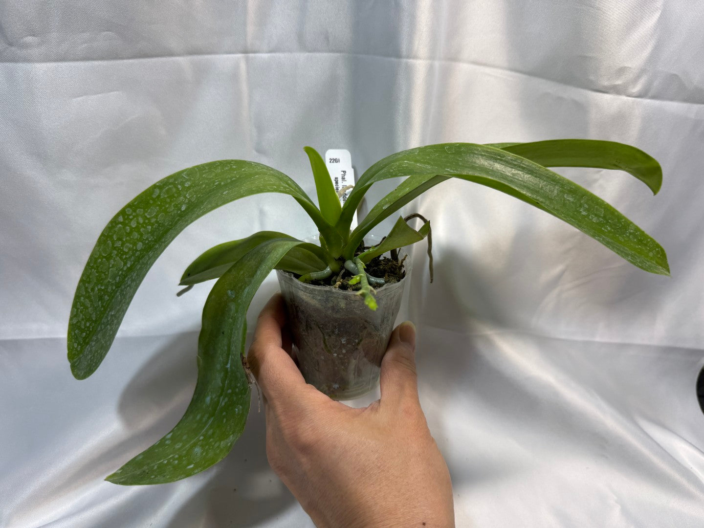 Phalaenopsis lueddemanniana (Leyte) x sib 251207 Spiking 2 spikes