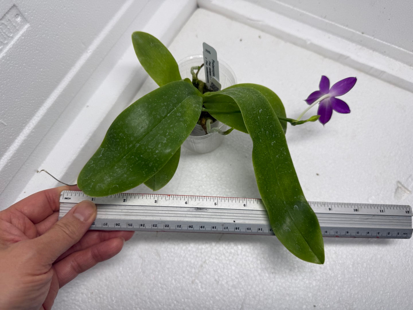 Phalaenopsis Luedde-violacea 250901 Flowering