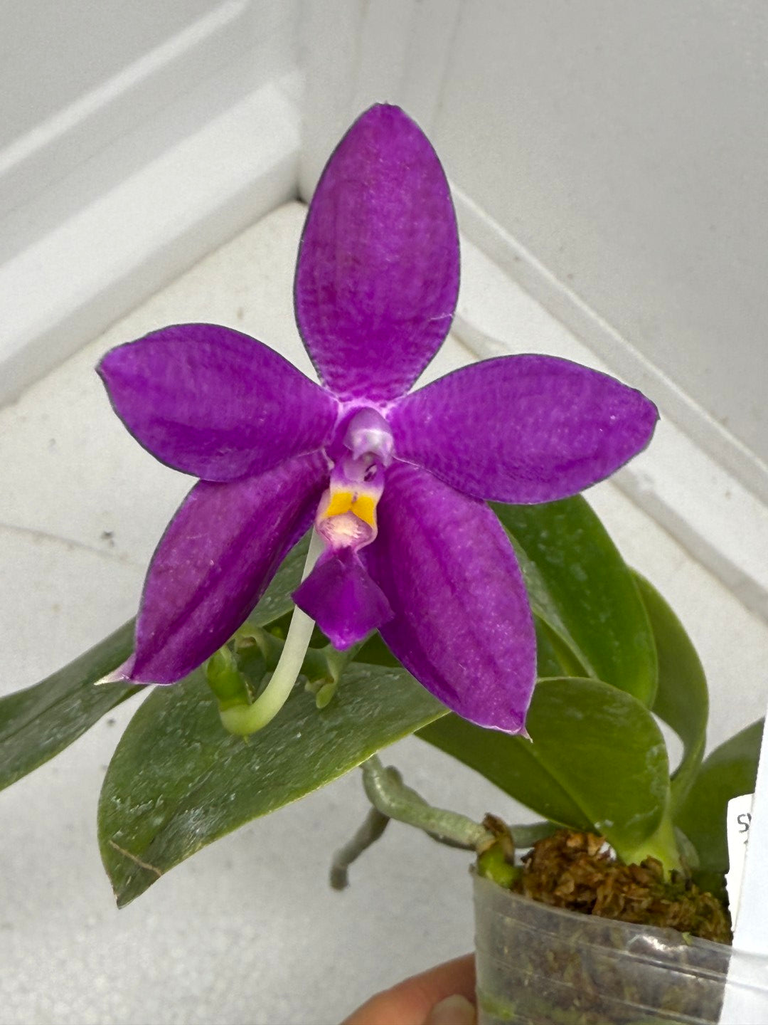 Phalaenopsis Luedde-violacea 250901 Flowering