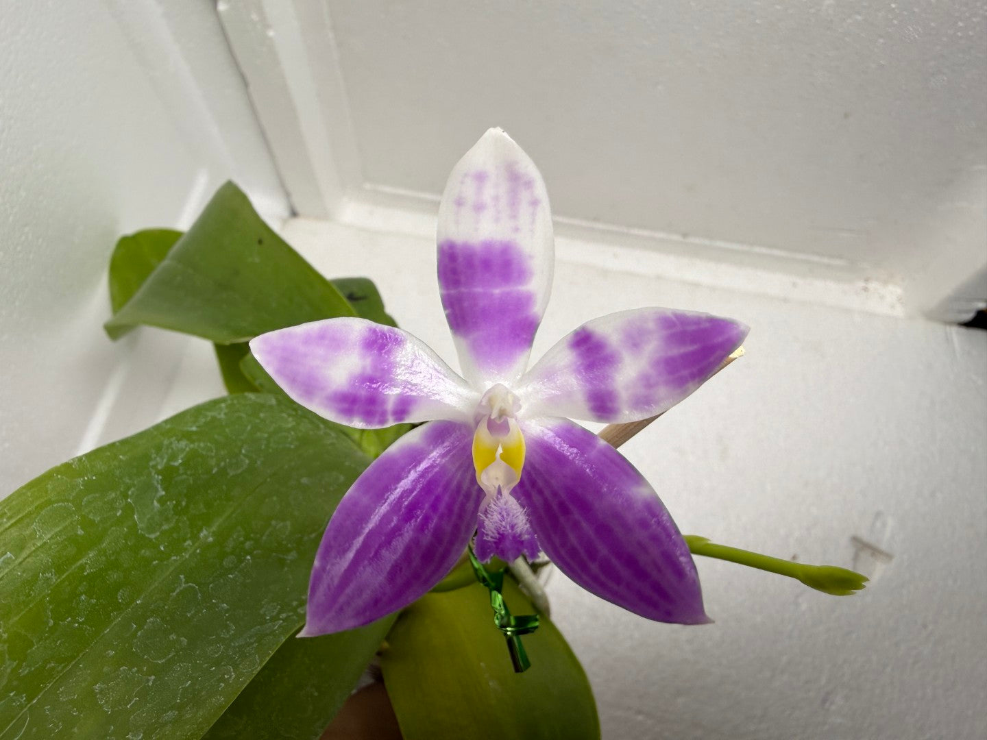 Phalaenopsis (speciosa x pulchra) x speciosa 250917 Flowering
