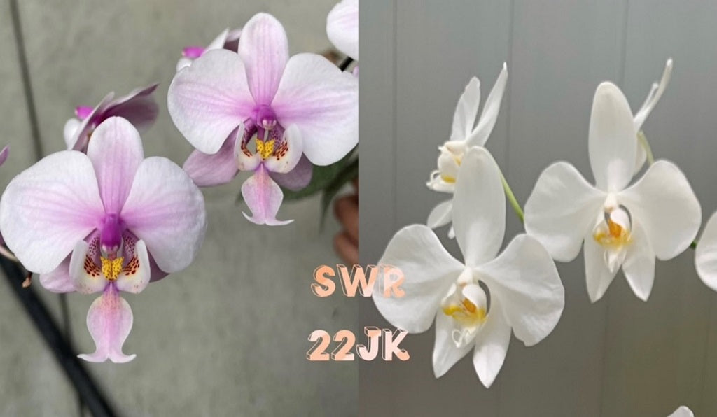 Phalaenopsis Rothschildiana (schilleriana x amabilis) - Seedlings