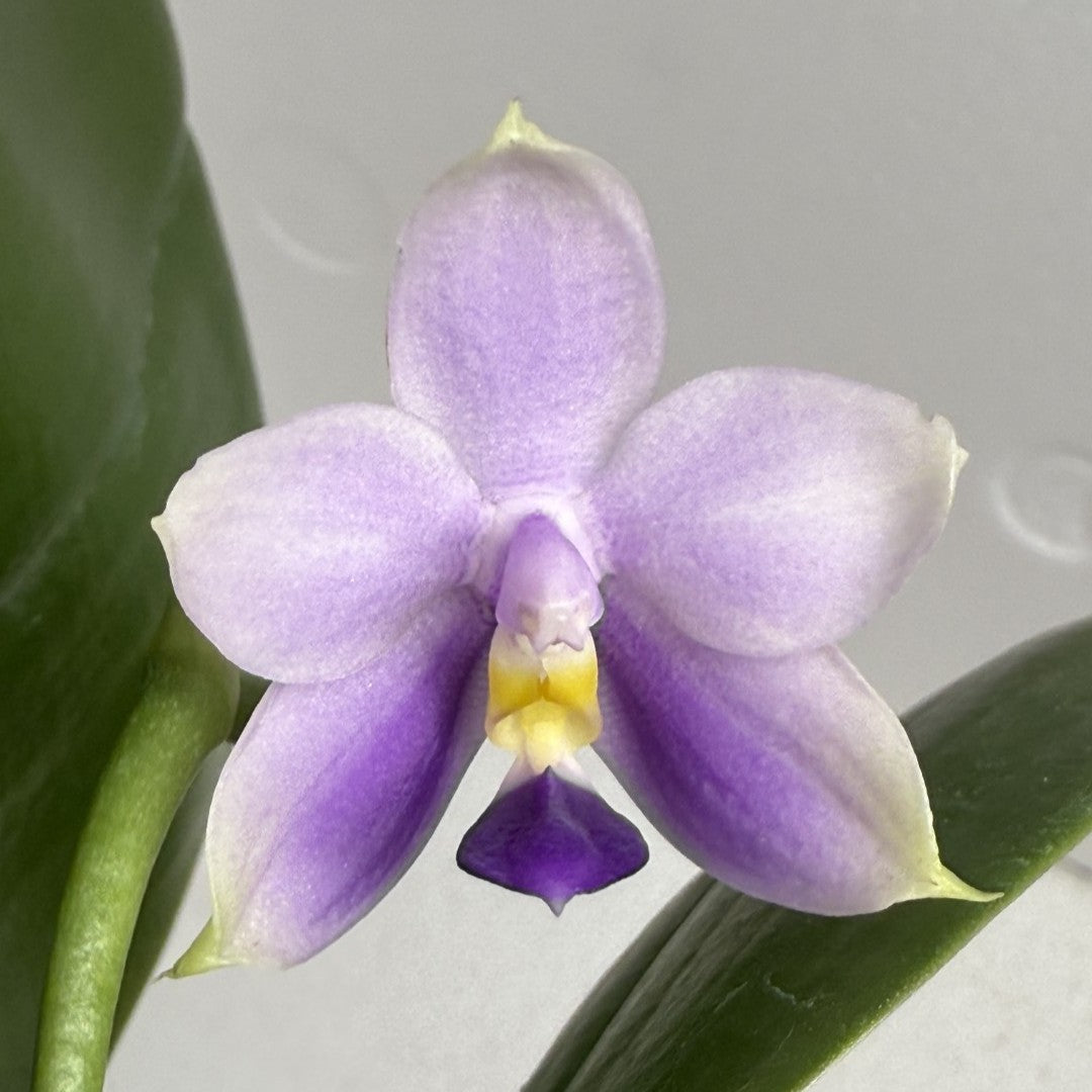 blue orchid flower seeds Phalaenopsis Mok Choi Yew x bellina 'Blue'