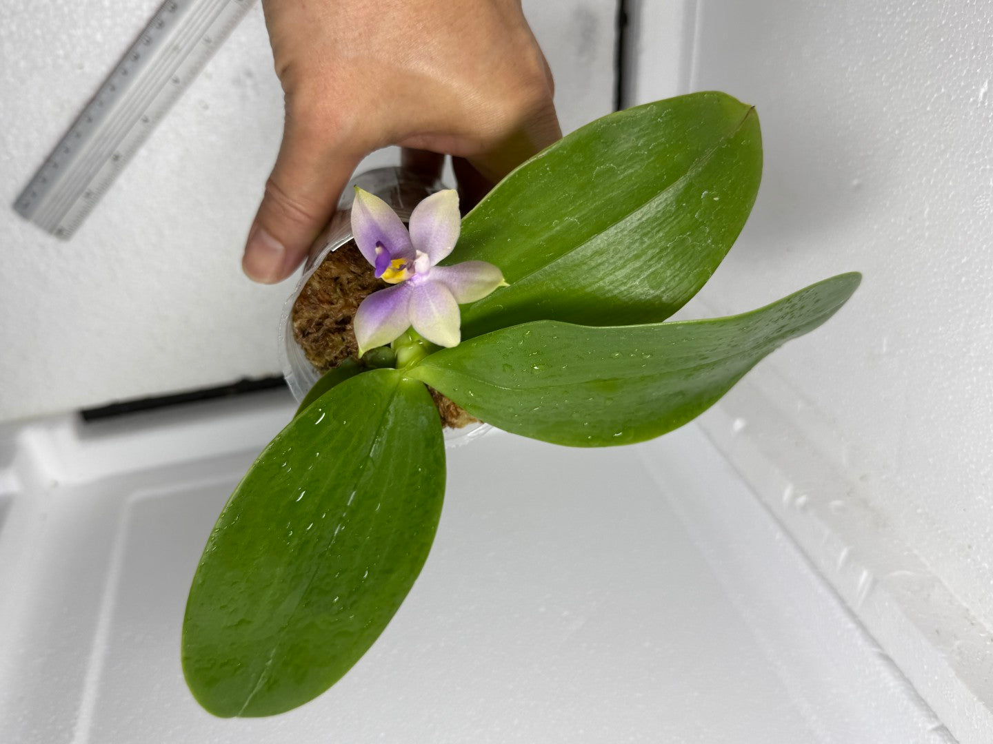 Phalaenopsis Mok Choi Yew x bellina 250808-1 Flowering