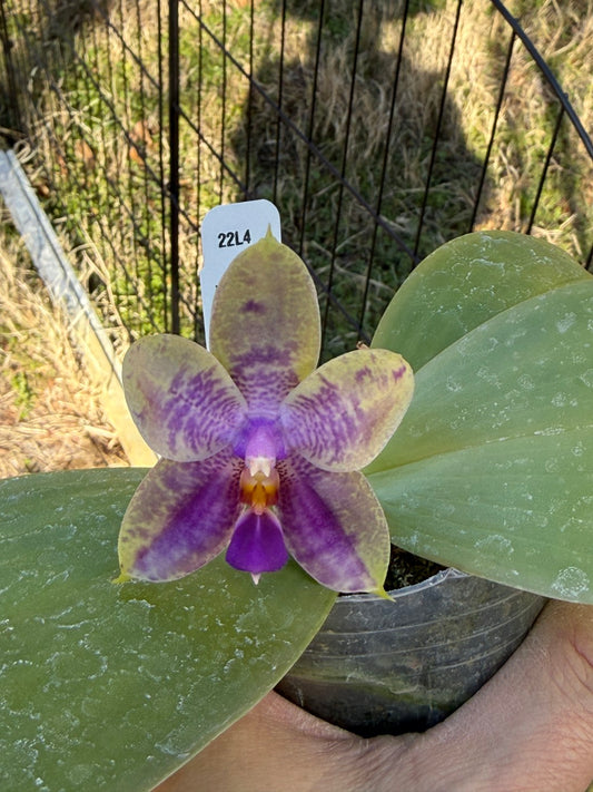 Phalaenopsis Mok Choi Yew x bellina 260203 Flowering