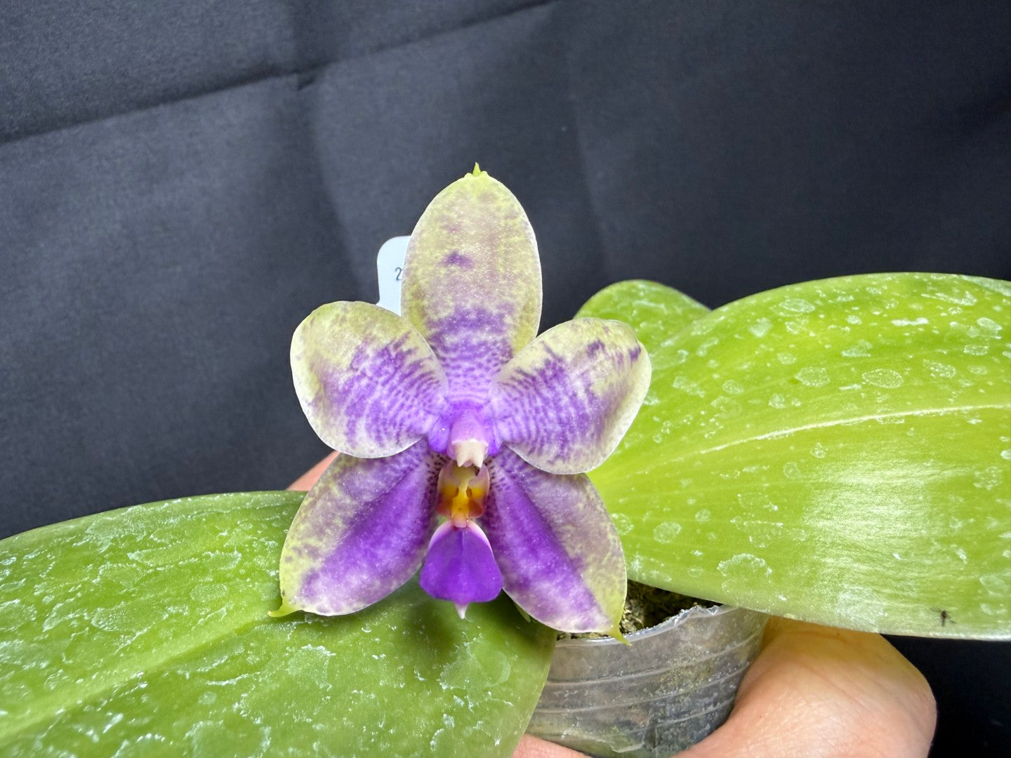 Phalaenopsis Mok Choi Yew x bellina 260203 Flowering