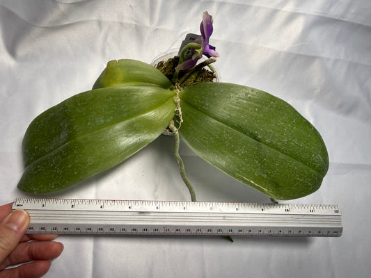 Phalaenopsis Mok Choi Yew x bellina 260301 Flowering