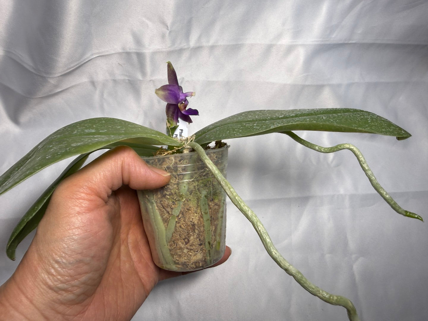 Phalaenopsis Mok Choi Yew x bellina 260301 Flowering