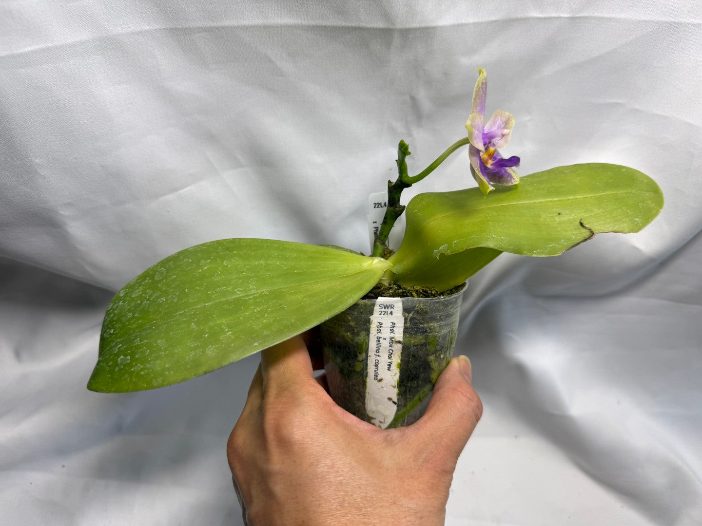 Phalaenopsis Mok Choi Yew x bellina 260626-B Flowering