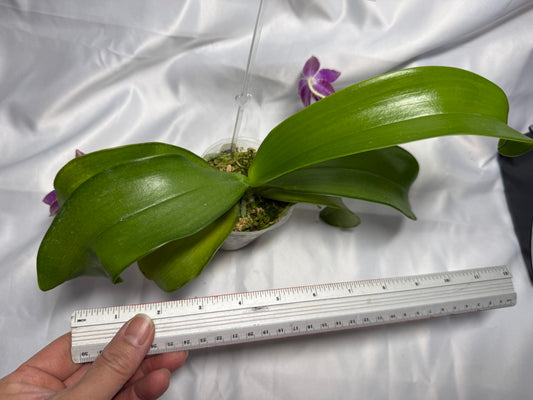 Phalaenopsis lueddemanniana 230609 Flowering 3 spikes