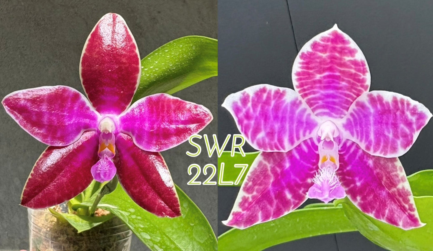Phalaenopsis lueddemanniana (Auroa x Leyte) - Seed Grown