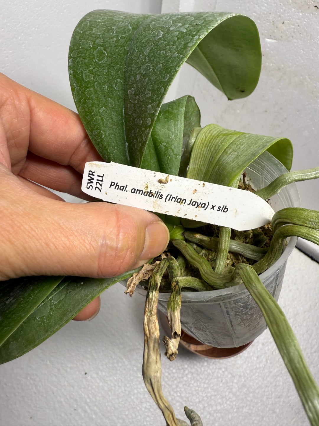 Phalaenopsis amabilis (Irian Jaya) x sib - Seed Grown