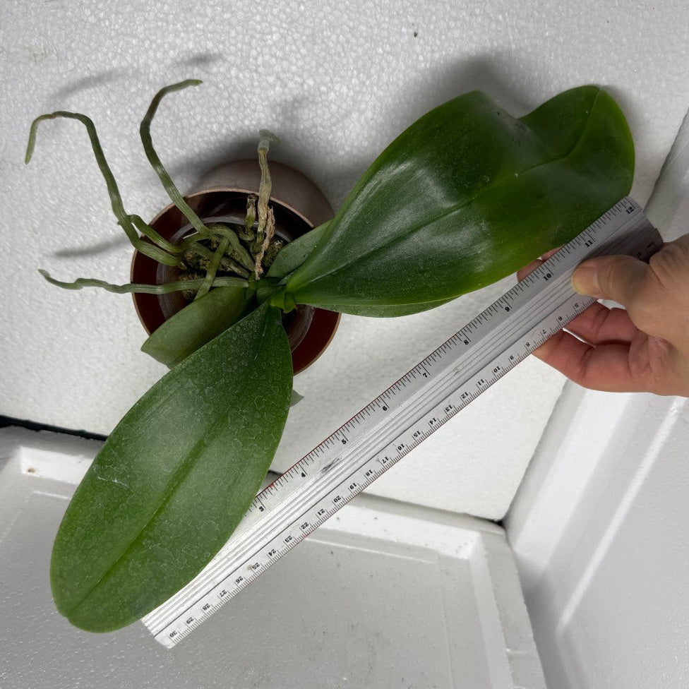 Phalaenopsis amabilis (Irian Jaya) x sib - Seed Grown