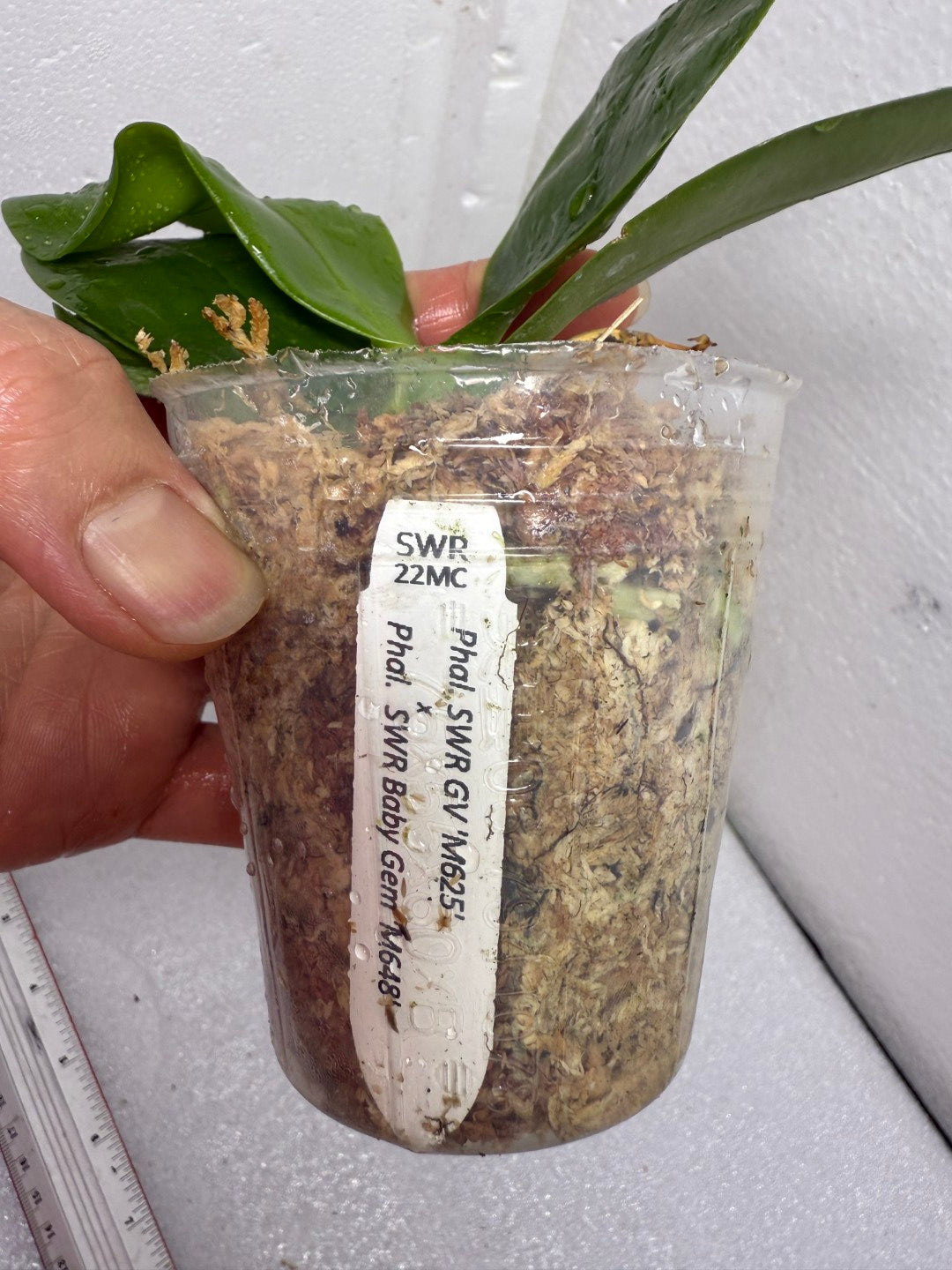 Phalaenopsisl (SWR GV x SWR Baby Gem) - Seed Grown