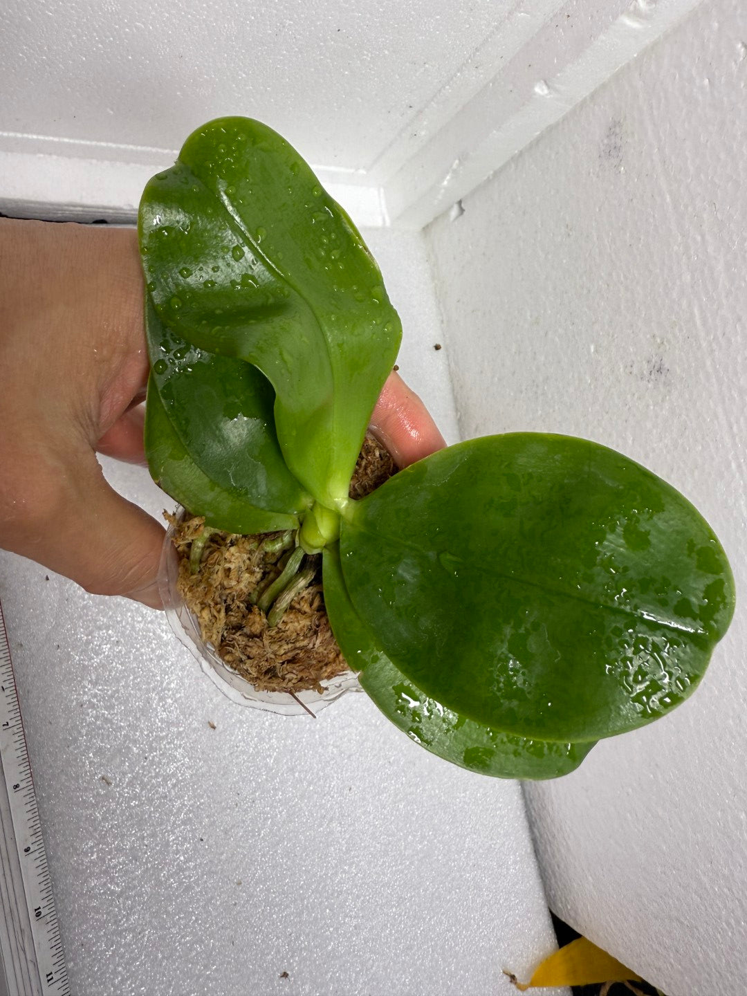 Phalaenopsisl (SWR GV x SWR Baby Gem) - Seed Grown
