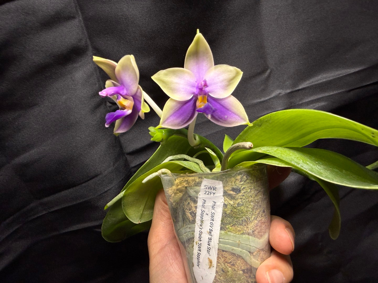 22FY Phalaenopsis SWR GV Bell x Sapphire's Galah 260703 Flowering
