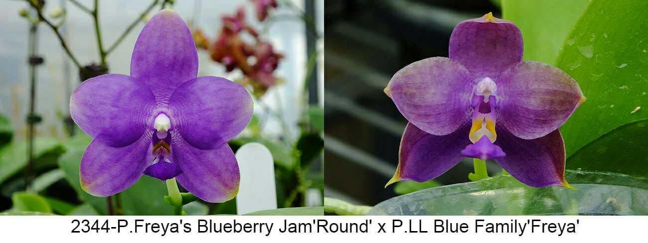 Phalaenopsis Freya's Blueberry Jam x LL Blue Family
