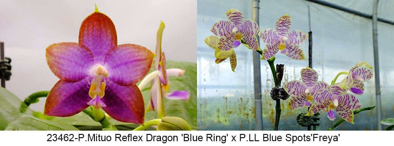 Phalaenopsis Mituo Reflex Dragon x LL Blue Spots