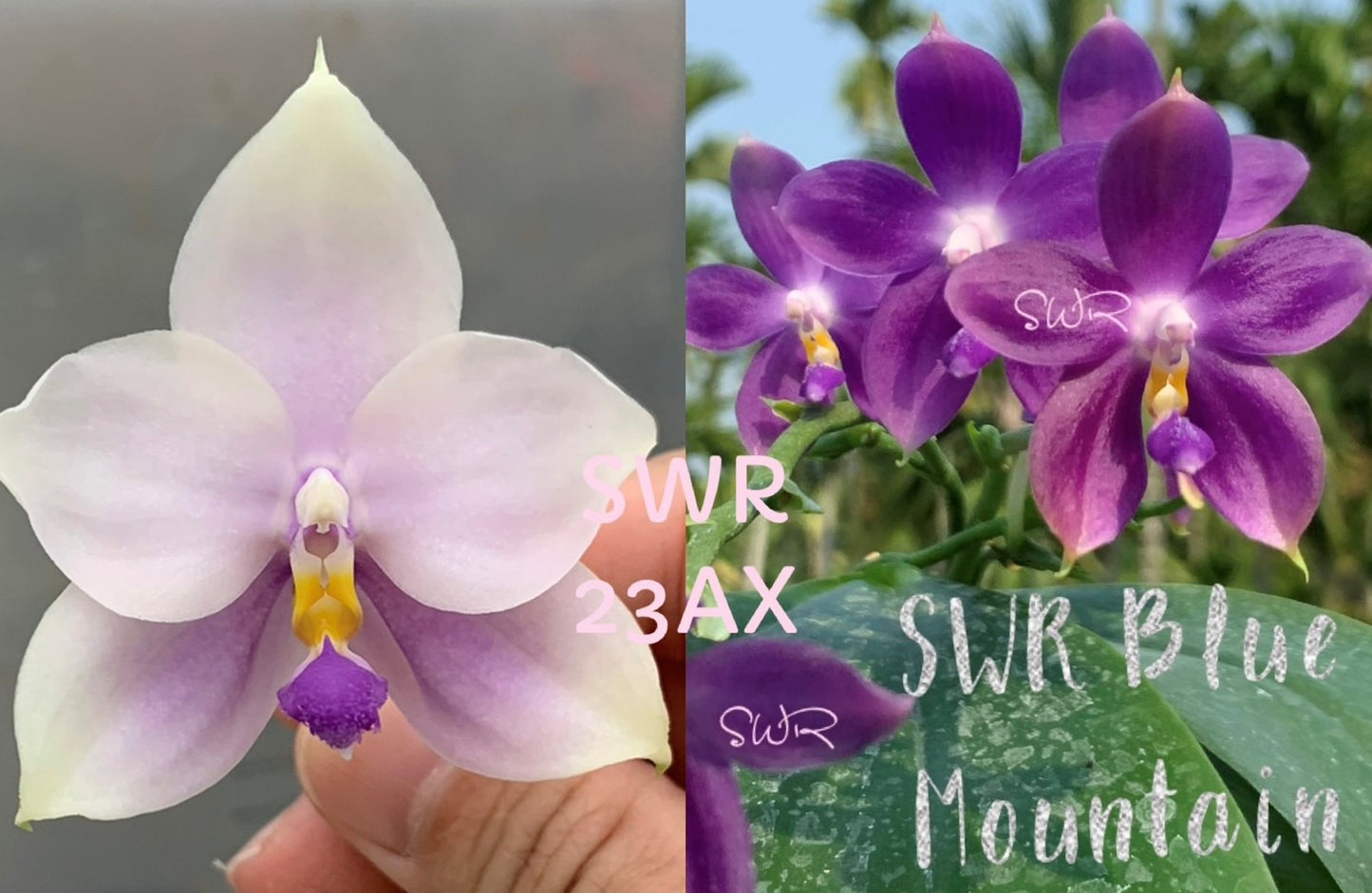 Phalaenopsis SWR GV 'M625' x Germaine Vincent 'Blue Mountain' - Seed Grown