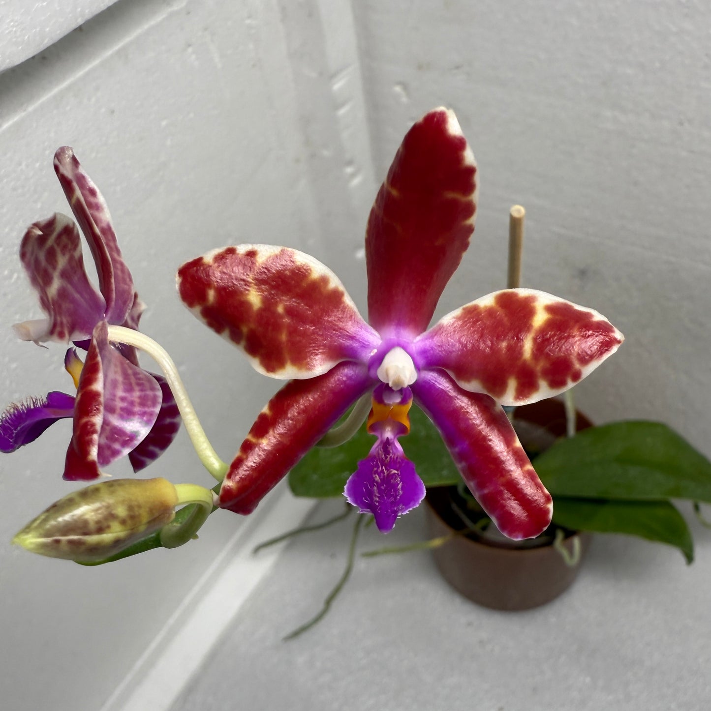 Phalaenopsis (mariae x Fintje Kunriawati) - Seed Grown