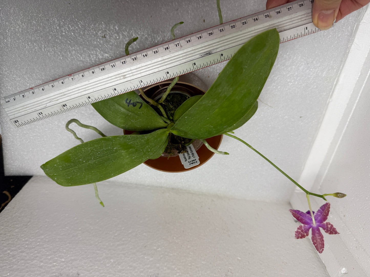 Phalaenopsis (mariae x Fintje Kunriawati) 23BJ-250726-B Flowering Seed Grown