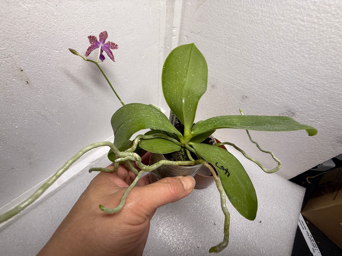 Phalaenopsis (mariae x Fintje Kunriawati) 23BJ-250726-B Flowering Seed Grown