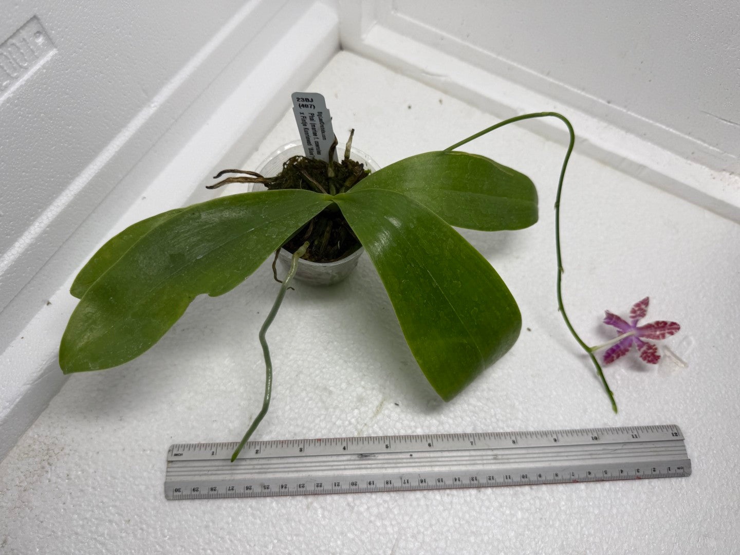 Phalaenopsis (mariae x Fintje Kunriawati) 23BJ-250901 Flowering Seed Grown