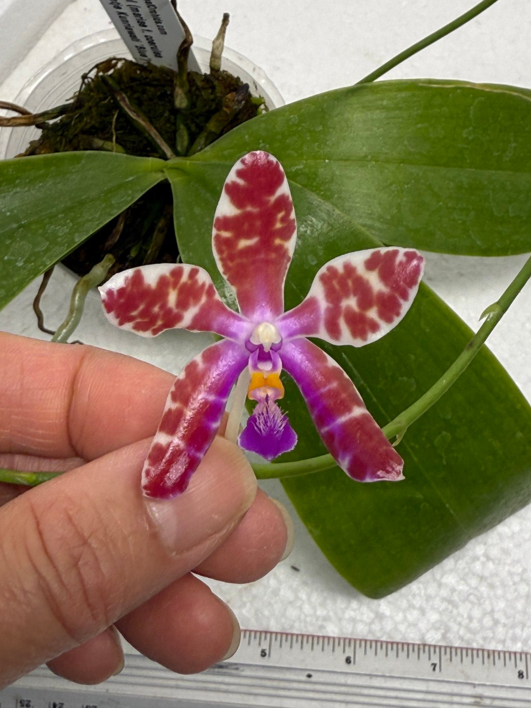 Phalaenopsis (mariae x Fintje Kunriawati) 23BJ-250901 Flowering Seed Grown