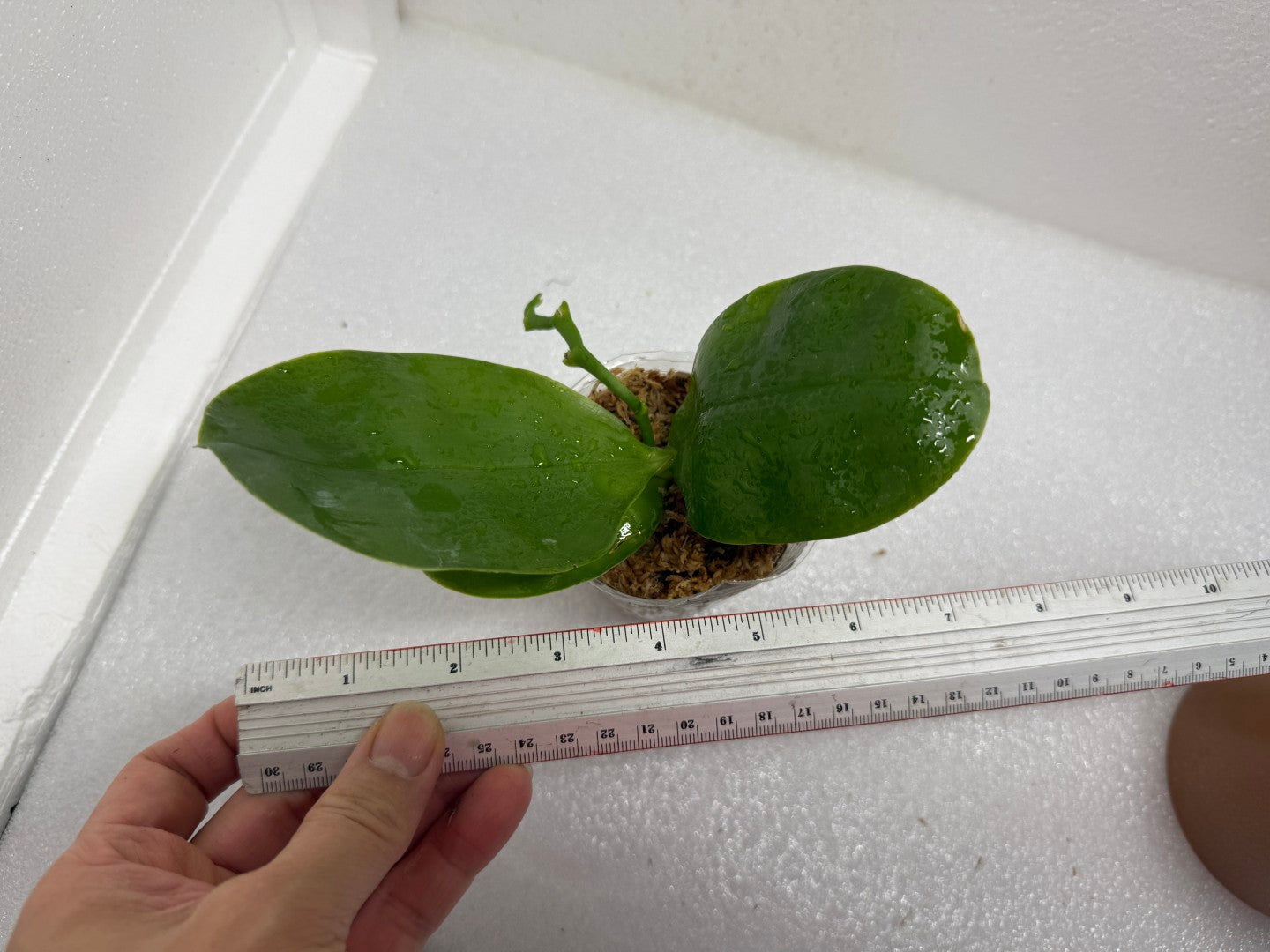 Phalaenopsis SWR GV Bell - Seed Grown