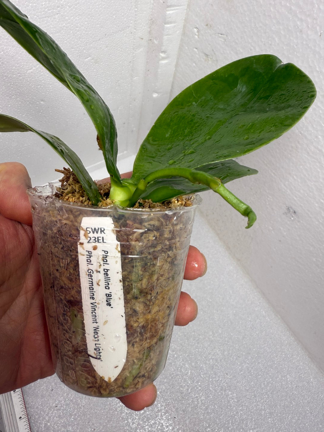 Phalaenopsis SWR GV Bell - Seed Grown